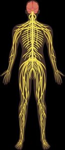 Cardiovascular system