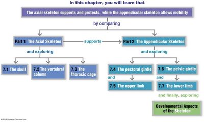 Chapter structure: axial vs appendicular skeleton