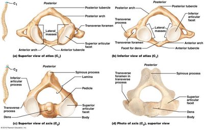 Atlas and axis vertebrae