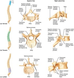 Regional vertebrae characteristics