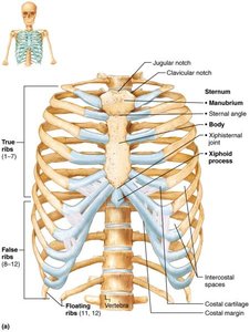 Thoracic cage, showing ribs and sternum