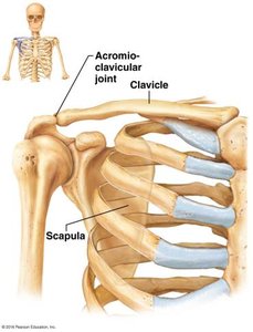 Clavicle and scapula, shoulder joint