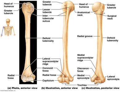 Humerus, anterior and posterior views
