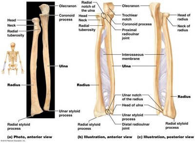 Radius and ulna, anterior and posterior views