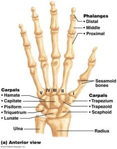 Bones of the hand, anterior view