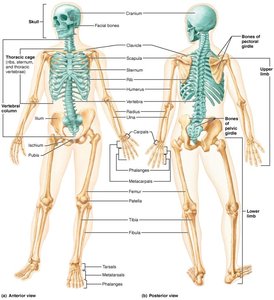 Labeled diagram of the human skeleton, anterior and posterior views