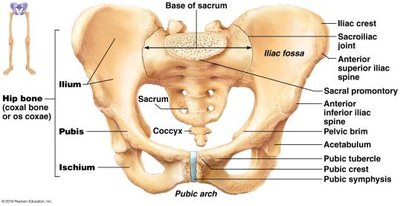 Pelvic girdle, showing hip bones and sacrum
