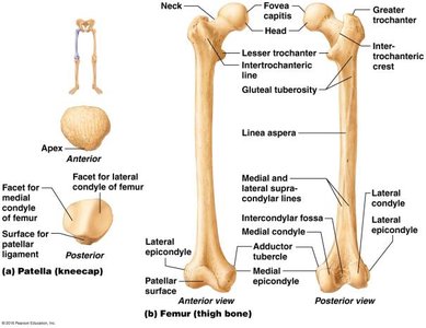 Femur and patella, anterior and posterior views