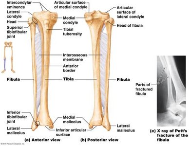 Tibia and fibula, anterior and posterior views