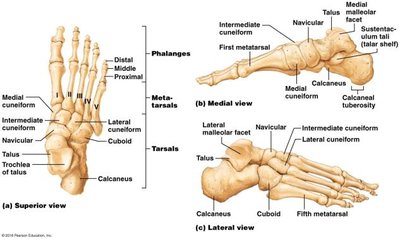 Bones of the foot, superior, medial, and lateral views