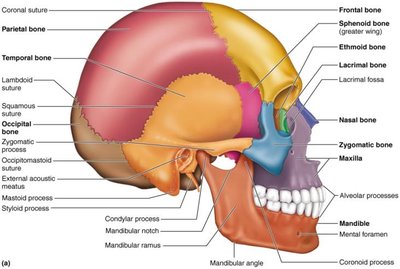 Lateral view of skull bones