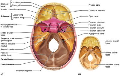 Inferior view of cranial base, showing sphenoid and ethmoid bones