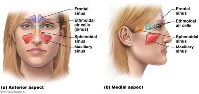 Locations of paranasal sinuses