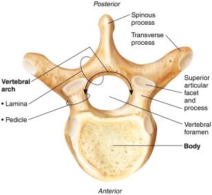 Typical vertebra structure