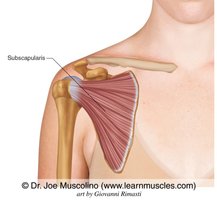Subscapularis muscle location and function