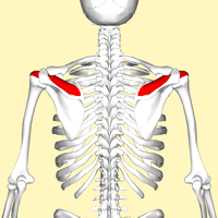 Supraspinatus muscle location on scapula