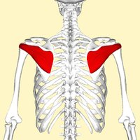 Infraspinatus muscle location on scapula
