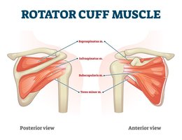 Teres minor muscle location on scapula