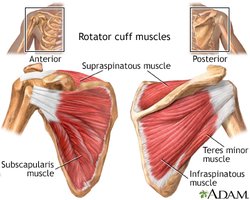 Rotator cuff muscles, anterior and posterior views