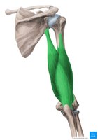 Triceps brachii muscle, showing heads and insertion