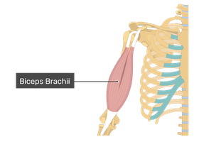 Biceps brachii muscle, showing insertion and action