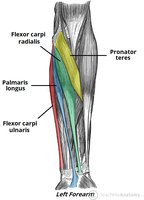 Forearm flexor muscles, showing location and function