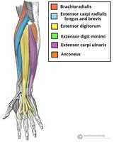 Forearm extensor muscles, showing location and function