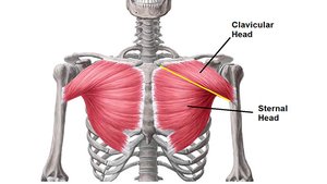 Pectoralis major showing clavicular and sternal heads