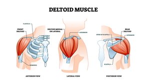 Deltoid muscle anterior, lateral, and posterior views