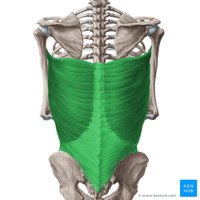 Latissimus dorsi muscle highlighted on posterior view