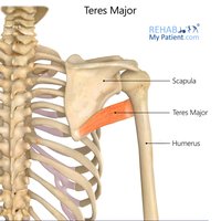 Teres major muscle location and attachment