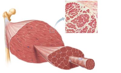 Skeletal muscle structure from whole muscle to myofibril