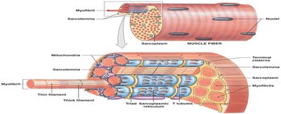Muscle fiber and myofibril structure
