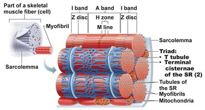 Myofibril structure with triad and sarcomere bands