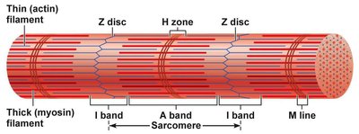 Sarcomere structure with bands and lines