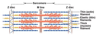 Sarcomere structure with thin, thick, and elastic filaments