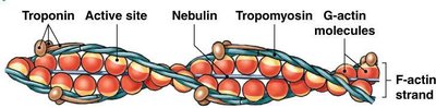 Thin filament structure with actin, tropomyosin, troponin, and nebulin
