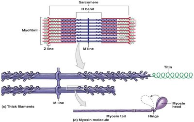 Thick filament structure with myosin and titin