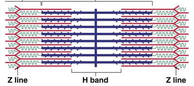 Sarcomere at rest