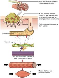 Sequence of events at the neuromuscular junction and muscle contraction