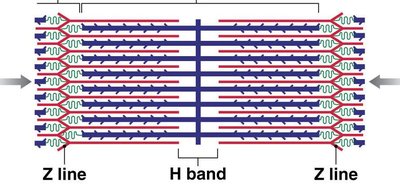Sarcomere contracted