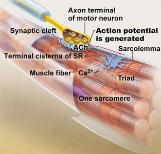 Neuromuscular junction structure and function