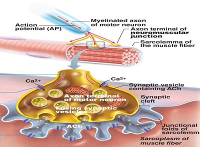 Excitation-contraction coupling at the neuromuscular junction