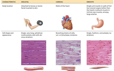 Comparison of skeletal, cardiac, and smooth muscle tissue