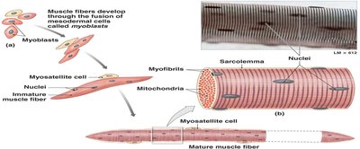 Muscle fiber development from myoblasts