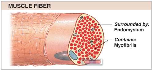 Muscle fiber structure