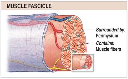 Muscle fascicle structure