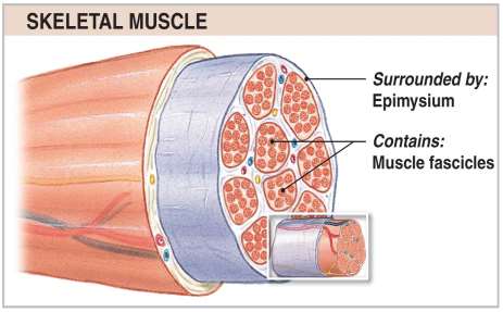 Skeletal muscle structure