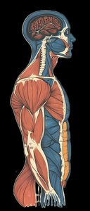 Lateral view of human body showing muscles and organs