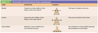 Table of orientation and directional terms (continued)